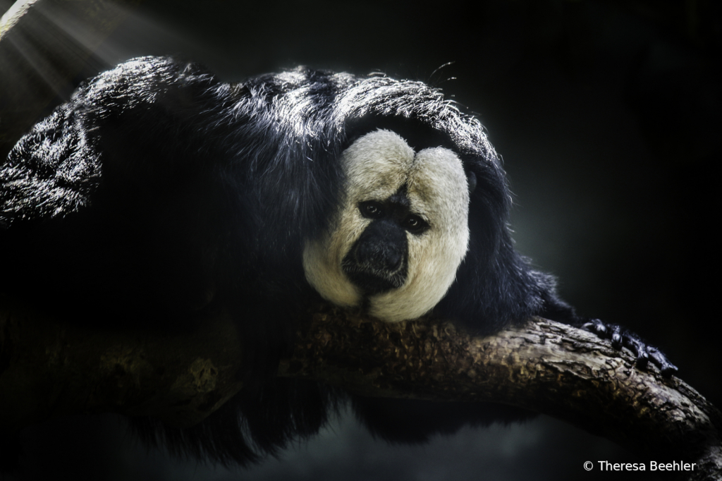 Animals - Saki Monkey