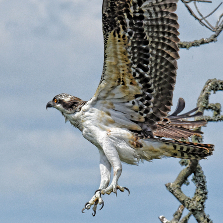 Osprey flight