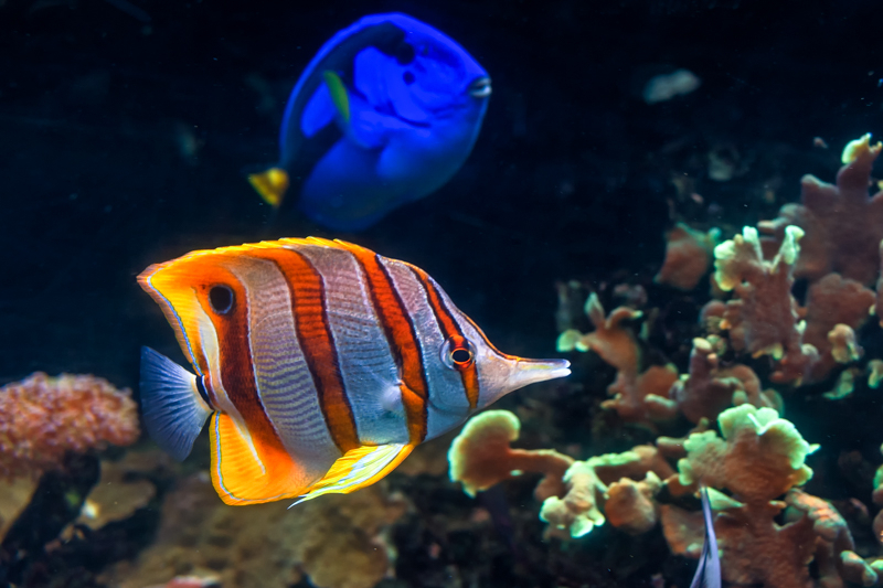 Copperband butterflyfish with regal tang