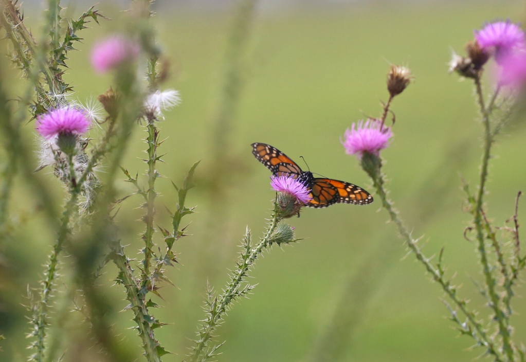 Wings, Weeds, and Wonder