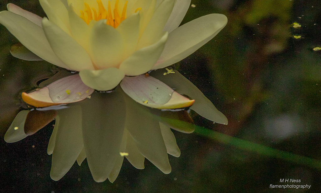 Water Lily