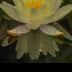 Water Lily - ID: 15736477 © Melvin Ness