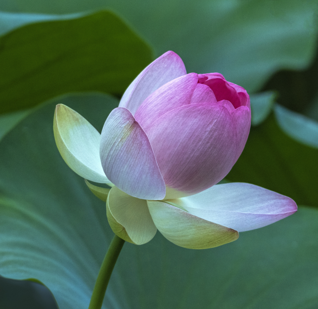 Dancing Lotus