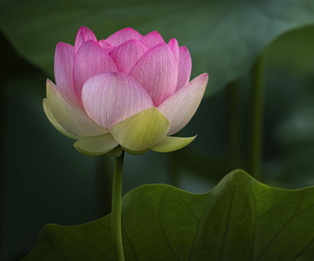Lotus Delicate Balance