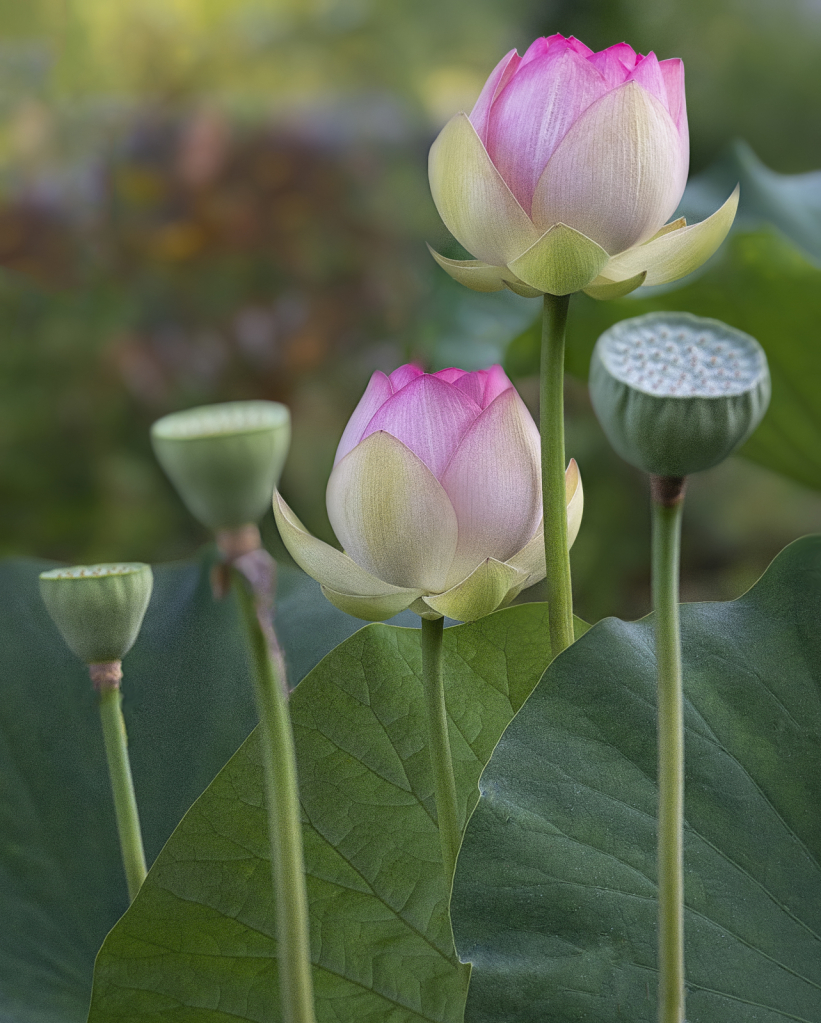 Lotus Family