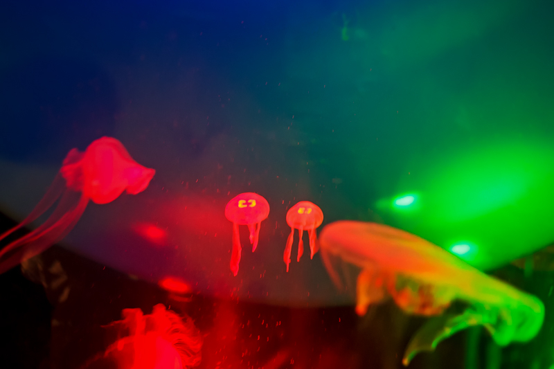 Tiny Jellyfish Twins