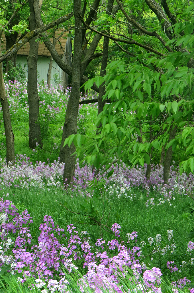 Wildflowers In The Greenbelt