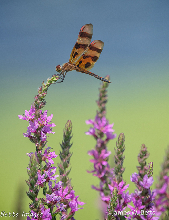 The Landing