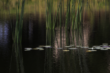 Reeds in the Mist