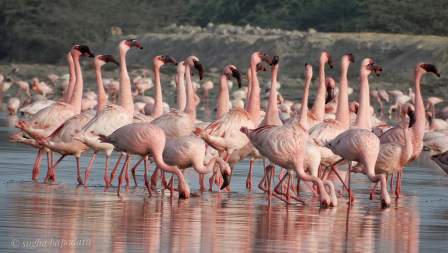 FLAMINGOS