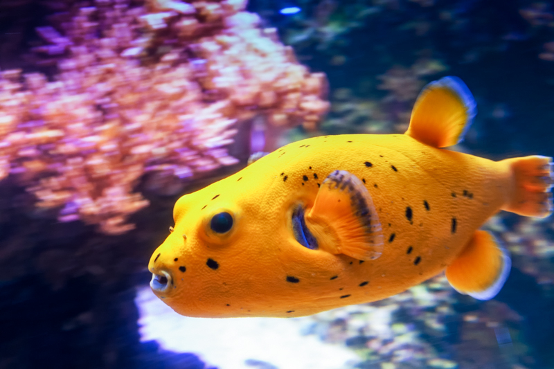 Blackspotted Puffer Swimming By The Coral