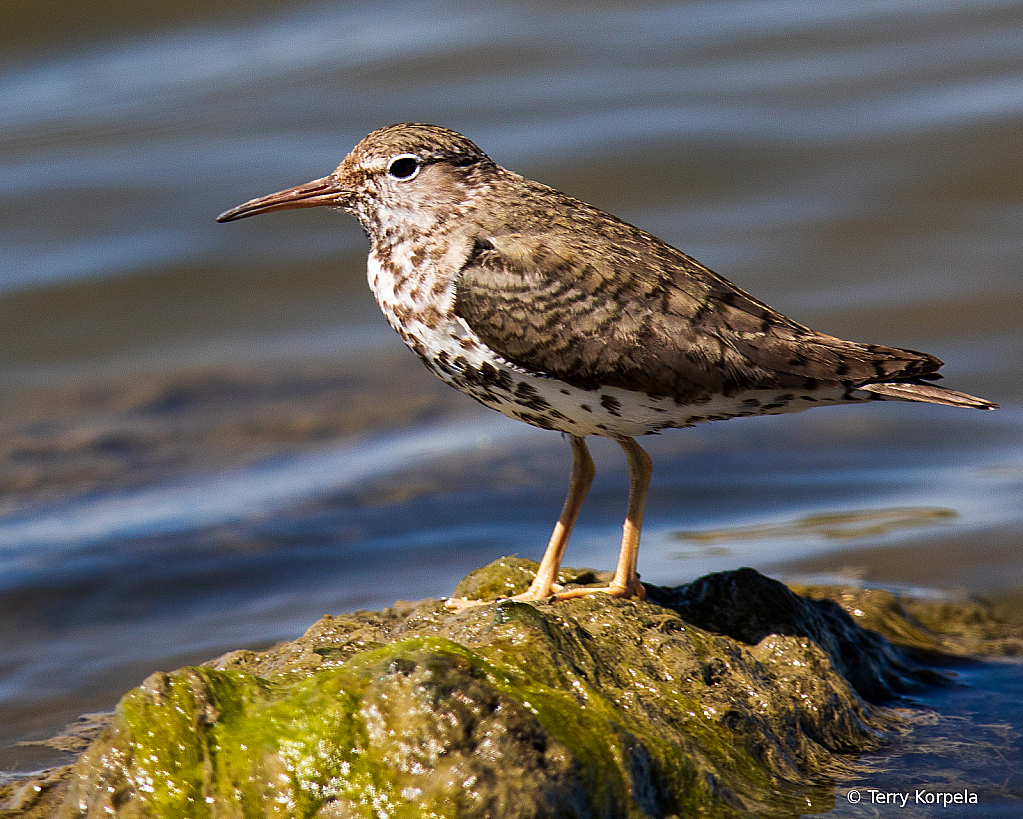 Spotted Sandpiper - ID: 15736695 © Terry Korpela