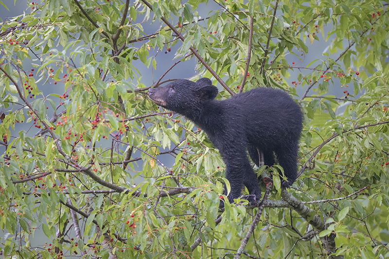 Bear Cub 16 - ID: 15736789 © Donald R. Curry