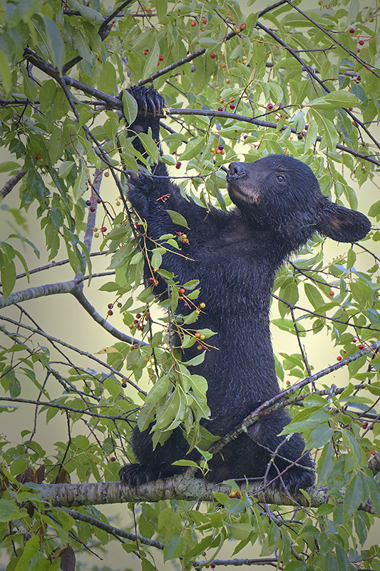Bear Cub 19 - ID: 15736790 © Donald R. Curry