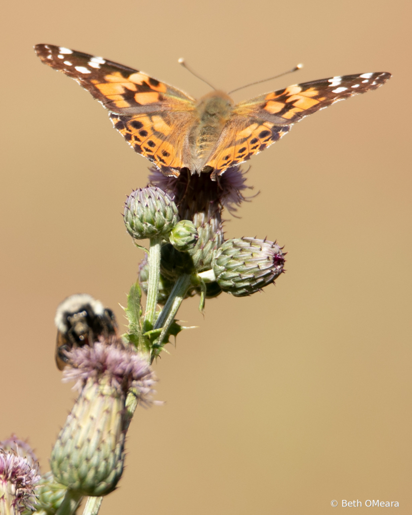 Thistle Wars - ID: 15736878 © Beth OMeara