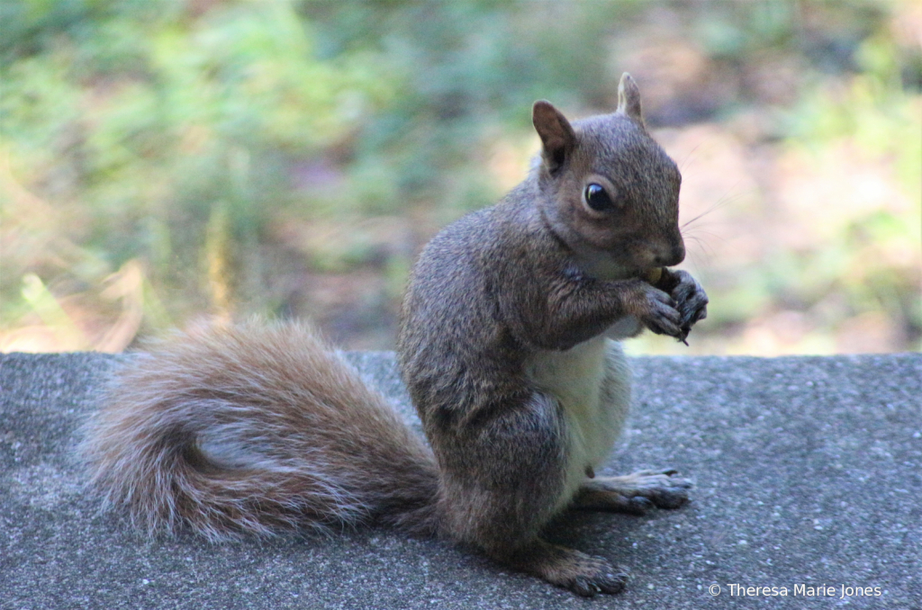 Eating a Nut - ID: 15736813 © Theresa Marie Jones