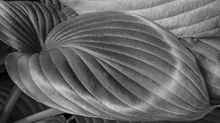 Hosta Leaves Abstract