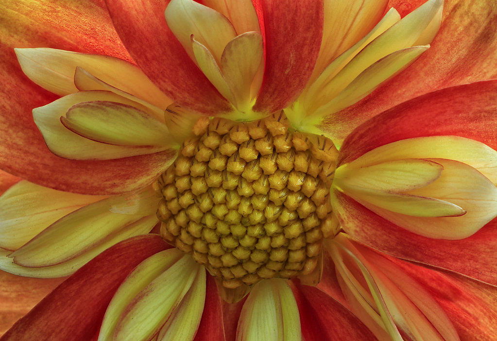 Dahlia Details