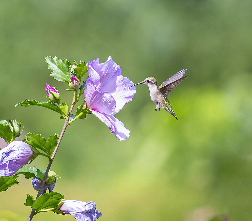 Hummingbirds with Rose of Sharon