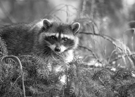 Raccoon