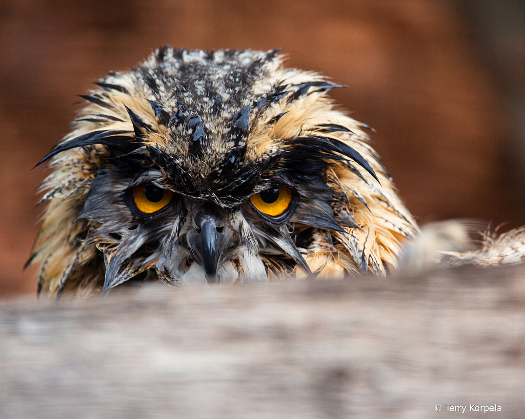 Eurasian Eagle Owl - ID: 15736918 © Terry Korpela
