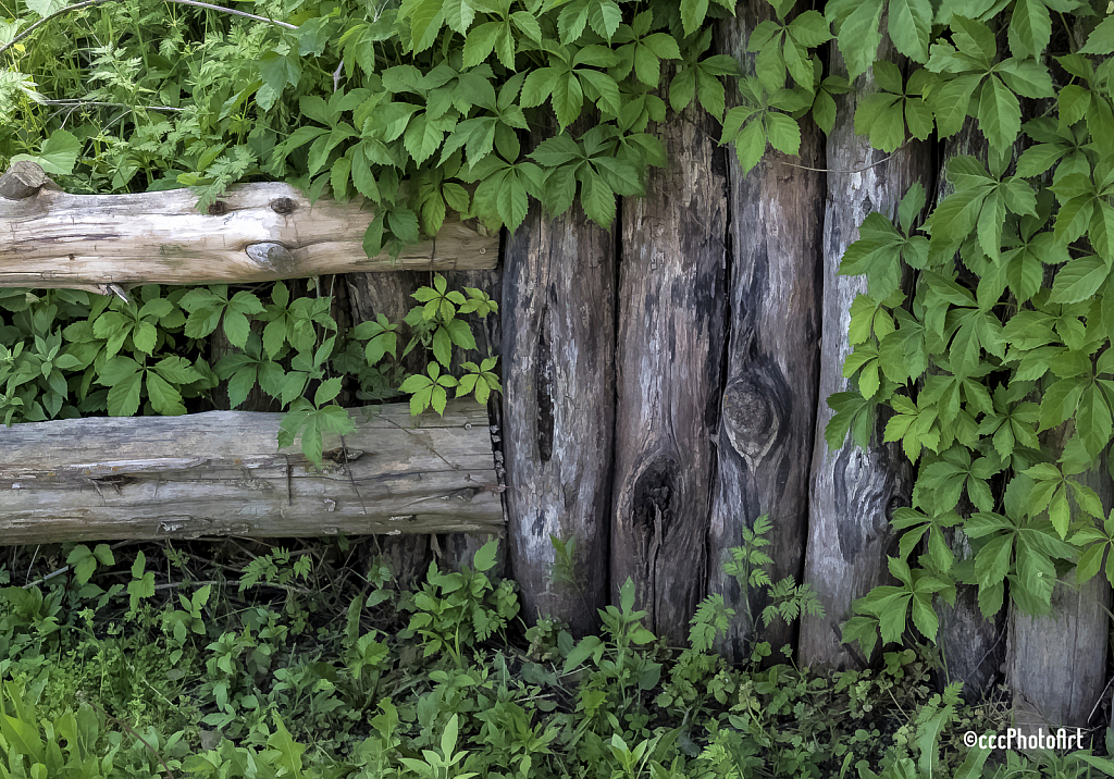 Fence Posts - ID: 15737086 © Candice C. Calhoun