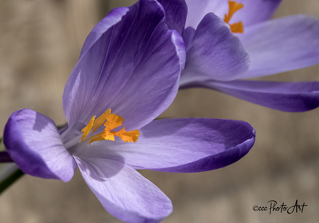 Spring Glory Crocus - ID: 15737093 © Candice C. Calhoun