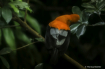 Animals - Orange ...
