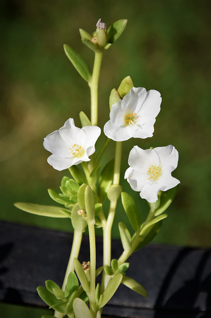 White flower