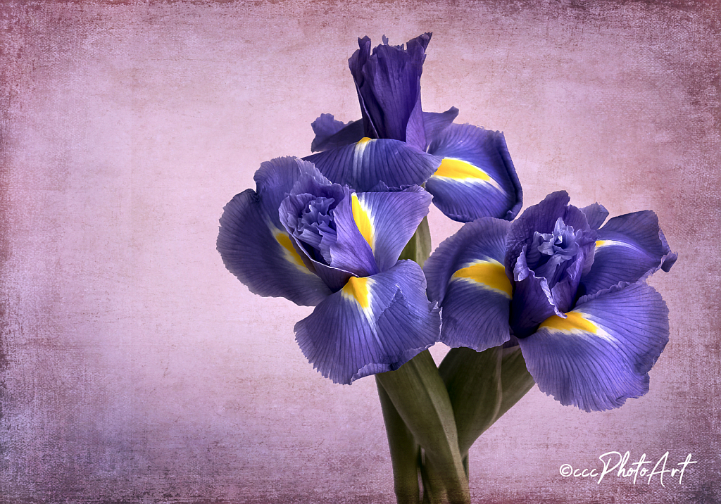 Three in the Garden - ID: 15737095 © Candice C. Calhoun