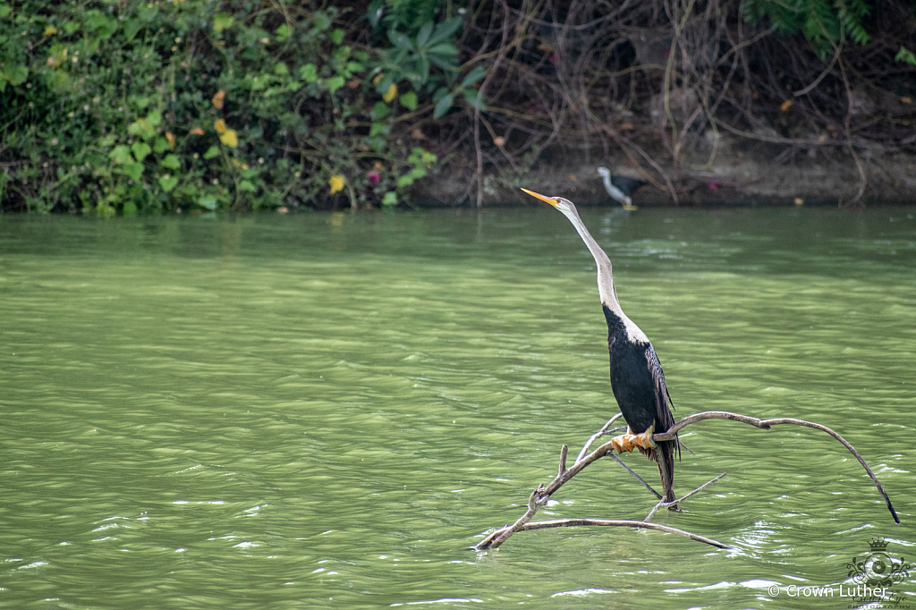 DARTER (SNAKE) BIRD