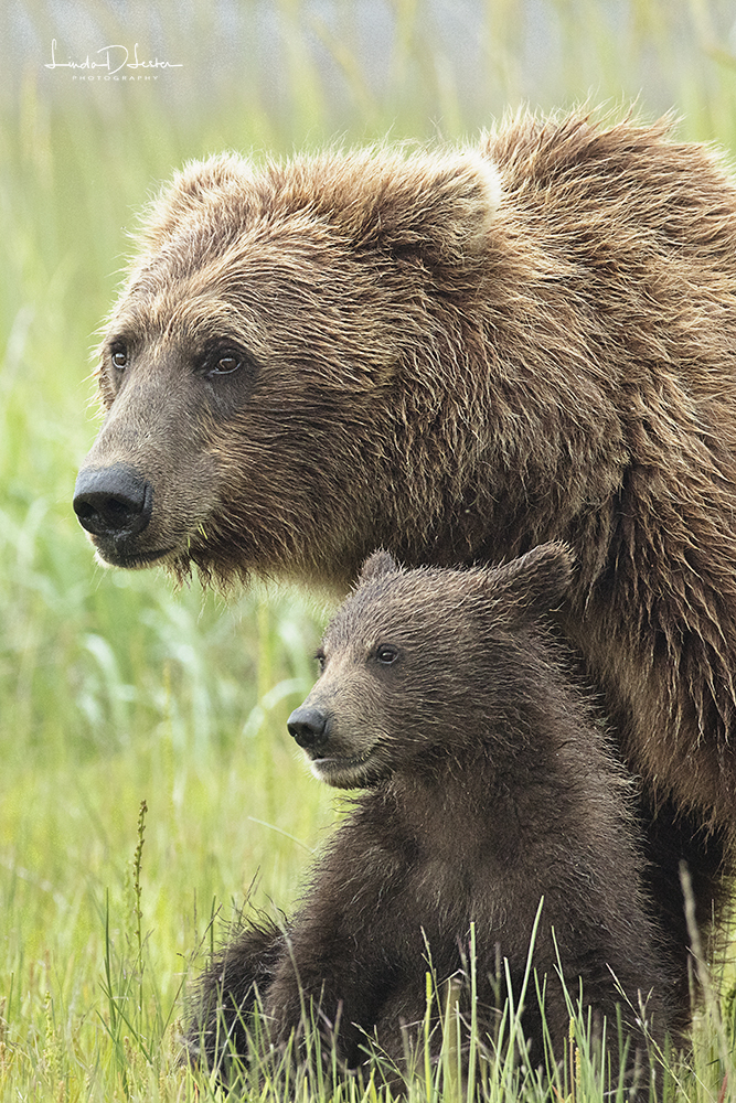 Mom and Cub