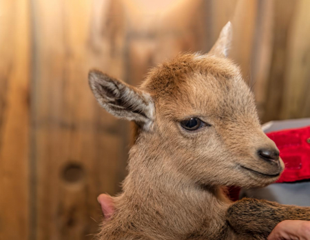 Holding Baby Buck Goat