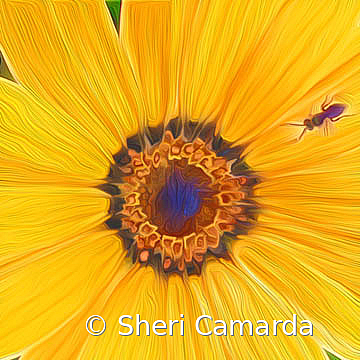 My Space - ID: 15737295 © Sheri Camarda