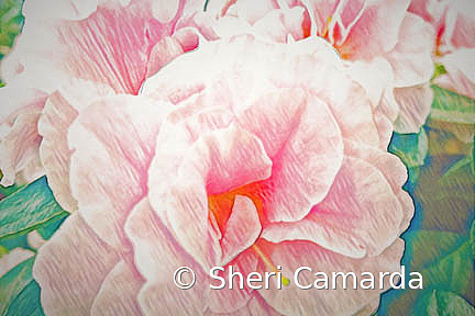 Pretty In Pink - ID: 15737301 © Sheri Camarda