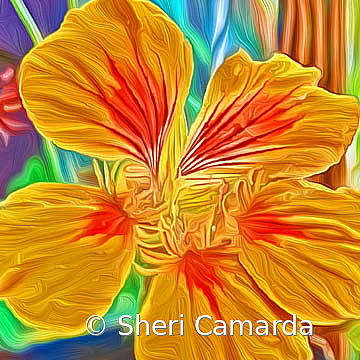 Nasturtium Art - ID: 15737309 © Sheri Camarda