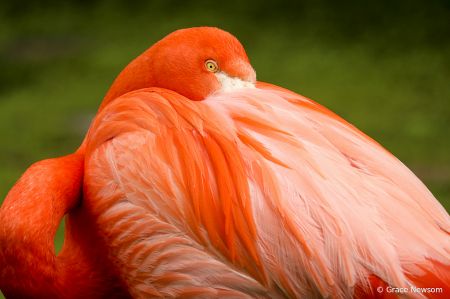 Flamingo