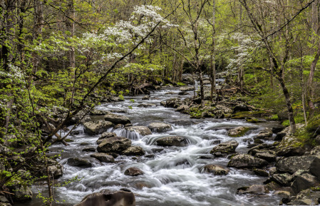 Spring in the Smokies  