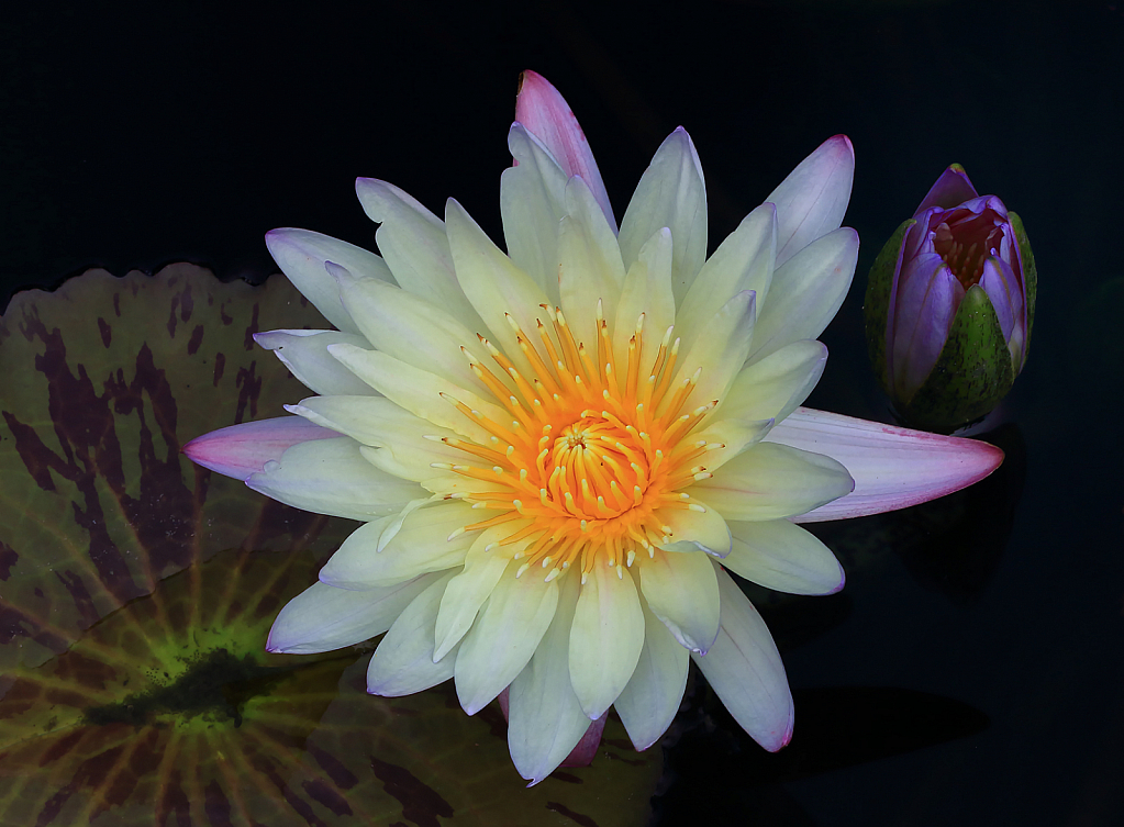 White Waterlily and Bud