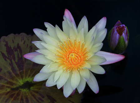 White Waterlily and Bud