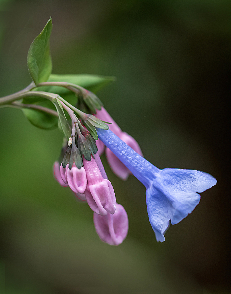 Virginia Bluebells   