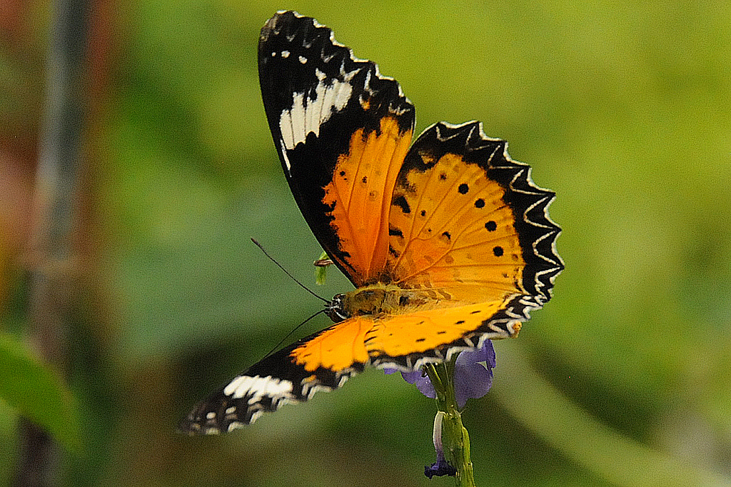 Winged Gold - ID: 15737708 © William S. Briggs