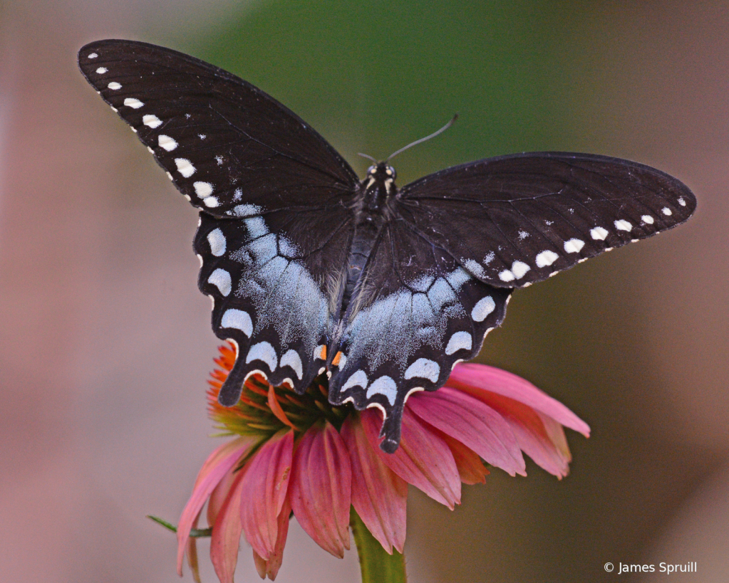 Beauty on Wings