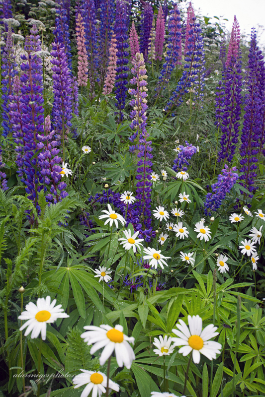 Lupins & Daisies in Norway