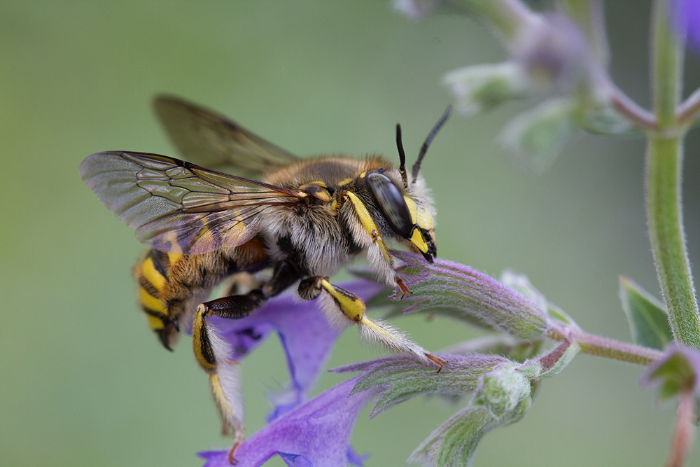 European Wool Carder Bee