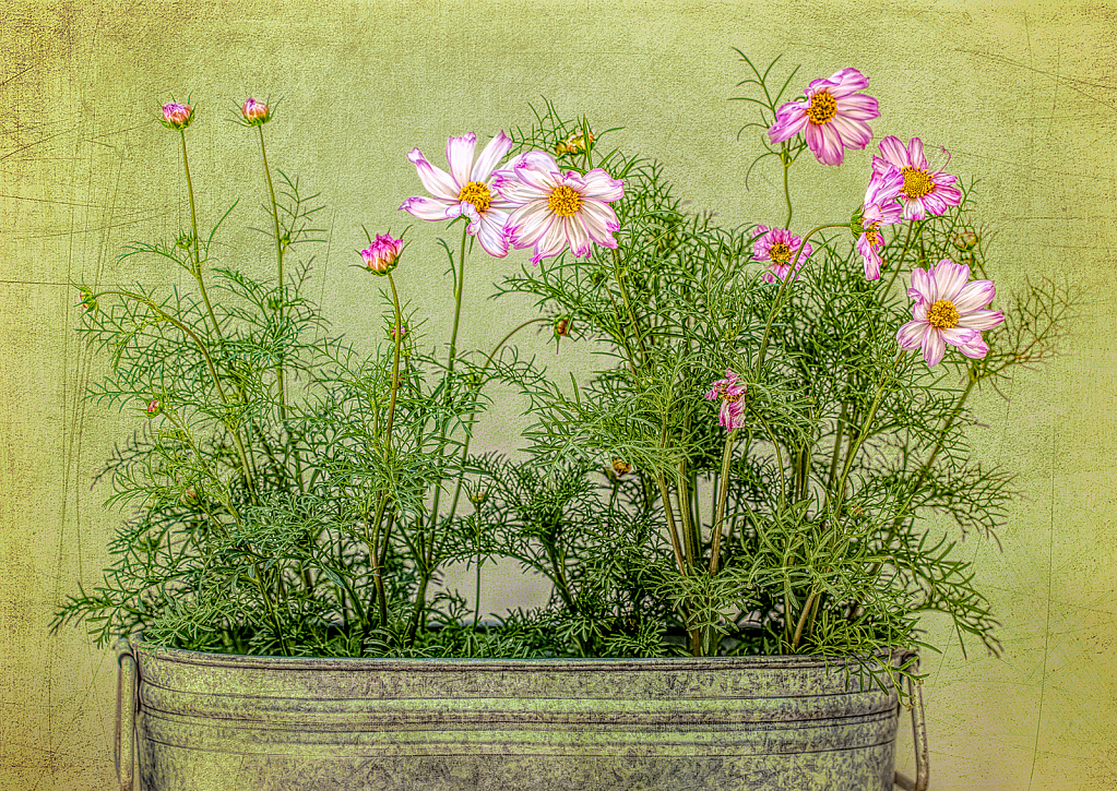 Bucket of Flowers