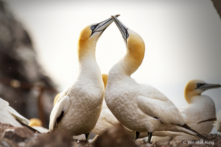 Affectionate Kisses 