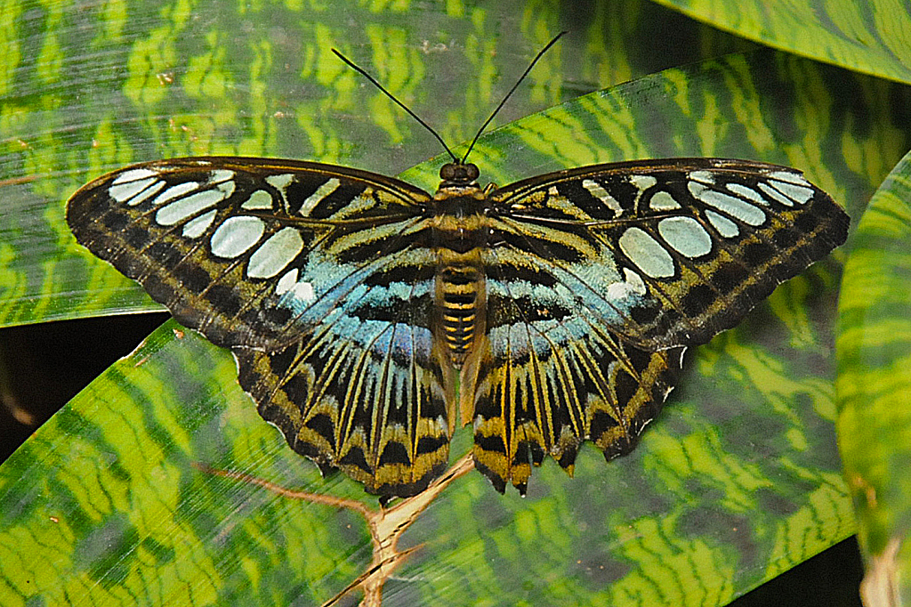 Biutterfly III - ID: 15738399 © William S. Briggs