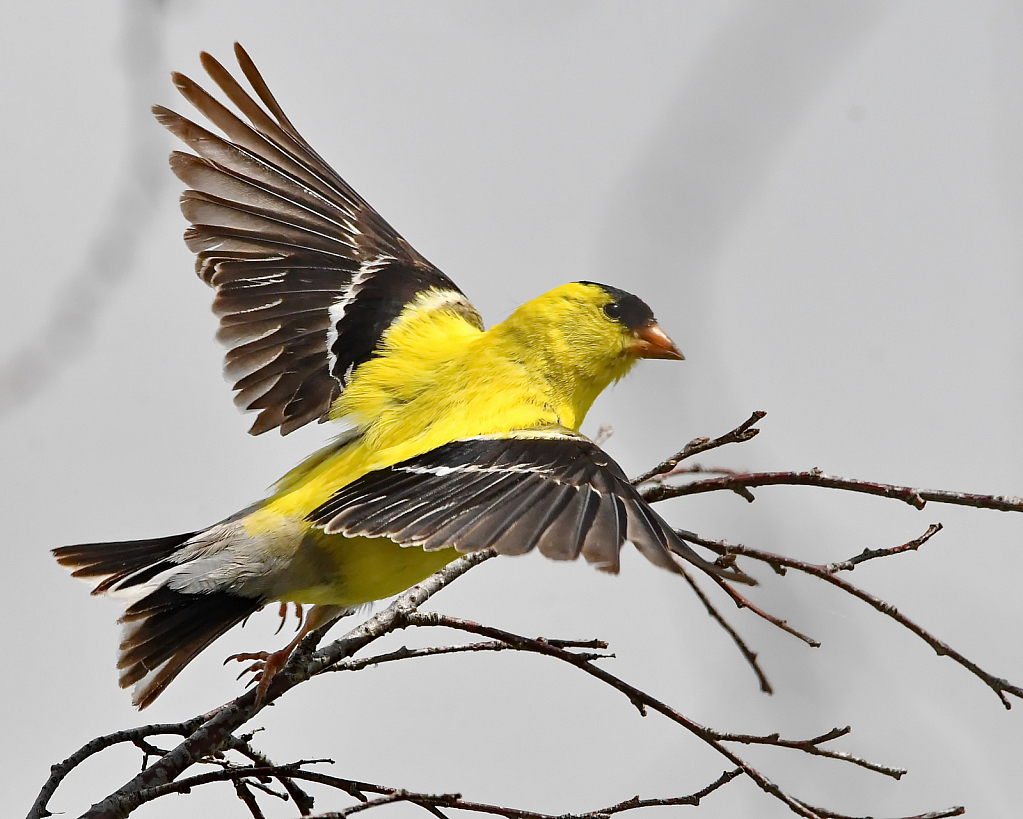 American Goldfinch