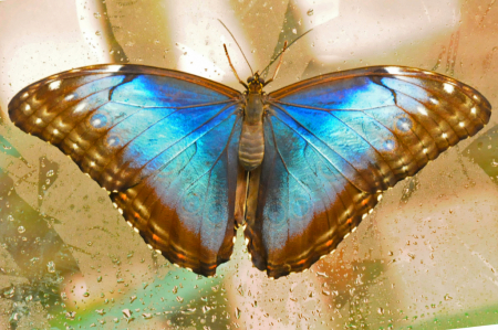 Butterfly V